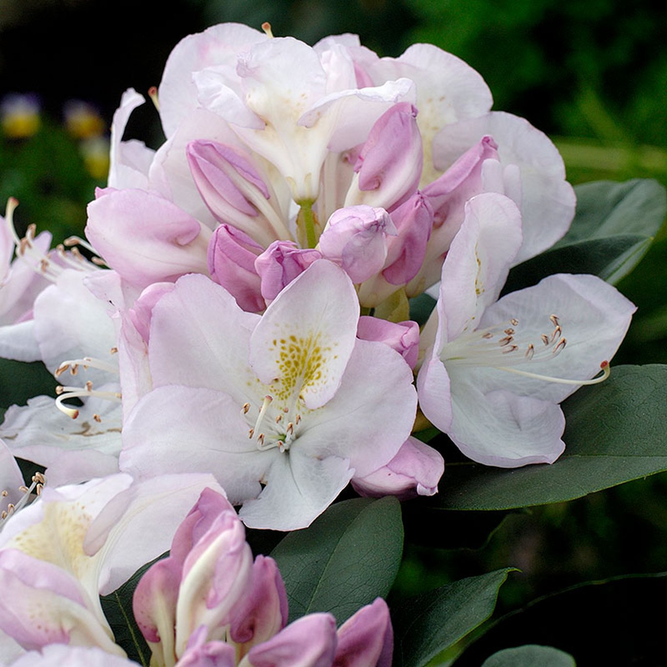 Rhododendron – Rhododendron 'Gomer Waterer' - C12 50-60 CM